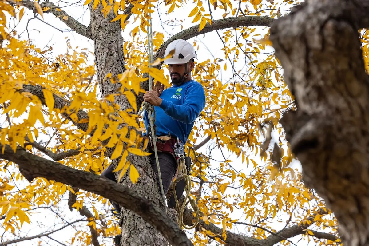 Skilled Tree Pruning crew working in Versailles